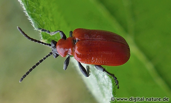 Lilienhähnchen Lilioceris lilii