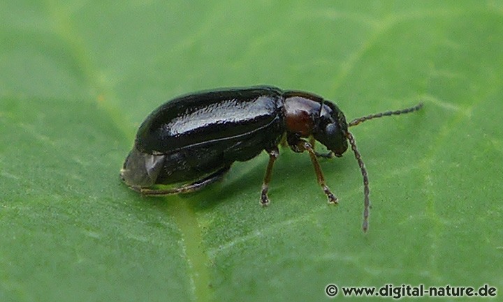 Blattkäfer Calomicrus pinicola