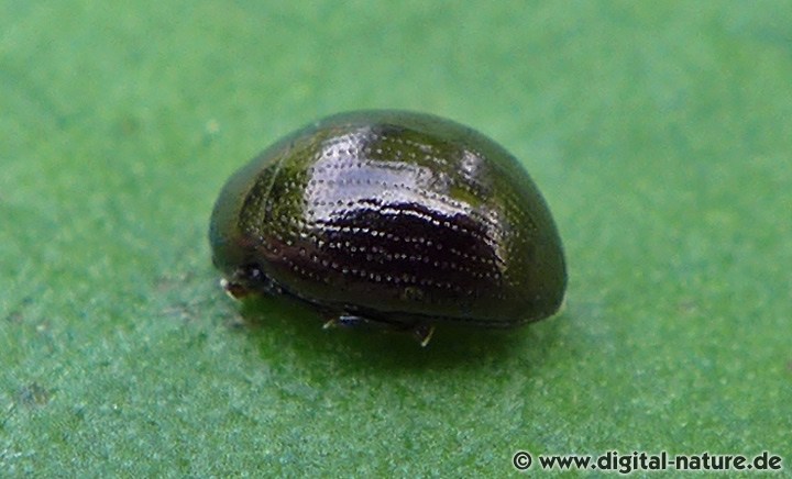 Sclerophaedon orbicularis scheint die höheren Lagen der Mittelgebirge zu bevorzugen
