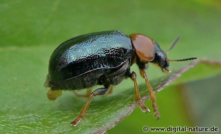 Blauer Langbeinkäfer Smaragdina salicina