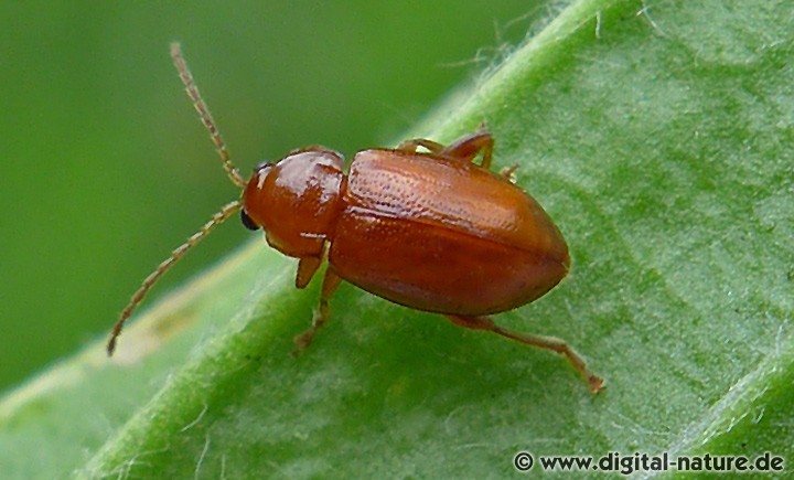 Neocrepidodera transversa (syn. Asiorestia transversa)
