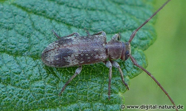 Weißgefleckter Wimpernbock Exocentrus adspersus