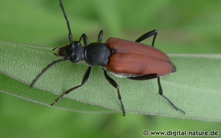 Blutroter Halsbock Anastrangalia sanguinolenta