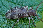 Exocentrus adspersus