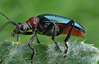 Gaurotes virginea