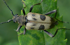 Gefleckter Blütenbock