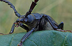 Prionus coriarius