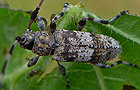 Acanthocinus griseus