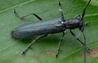 Metallfarbener Lindenbock