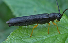 Oberea linearis