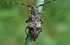 Nebelfleckbock