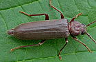 Arhopalus rusticus