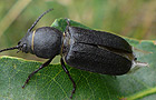 Insekten, Gliederfüßer und Amphibien