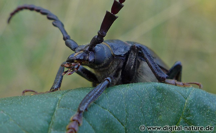 Gerberbock Prionus coriarius