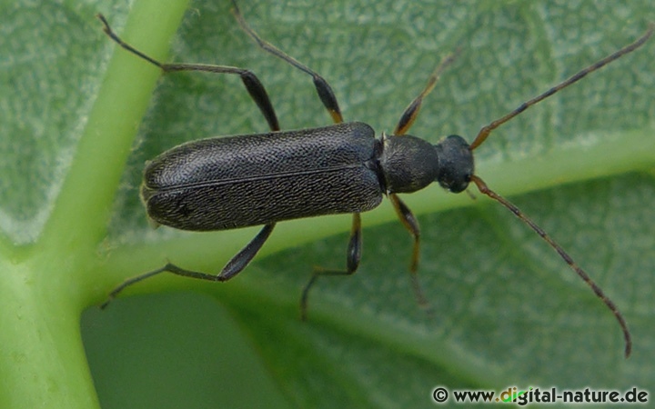 Grammoptera ruficornis findet man an Waldrändern