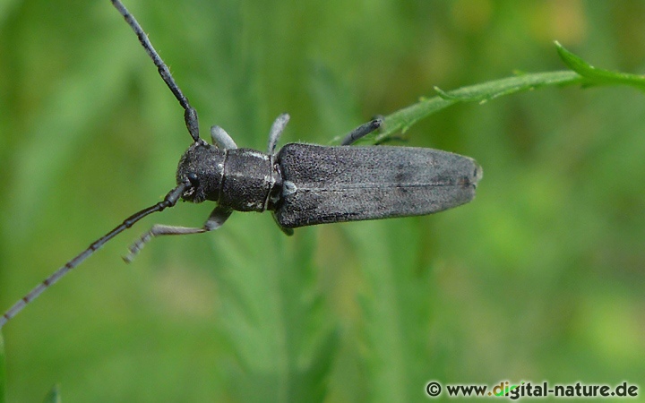 Opsilia coerulescens Lebensräume und Vorkommen