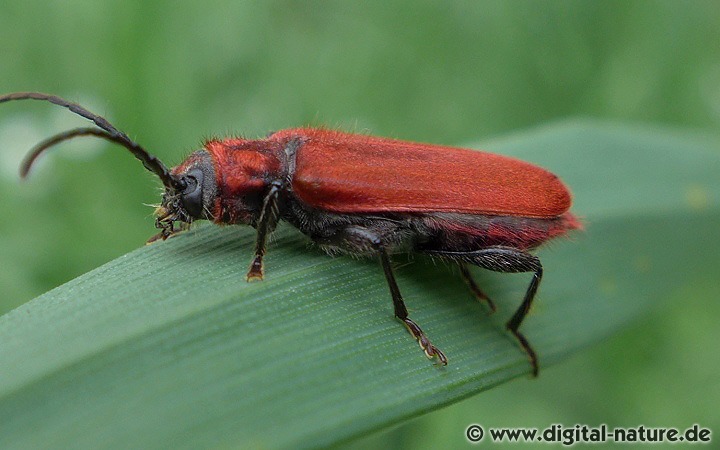 Pyrrhidium sanguineum findet man in Laubwäldern