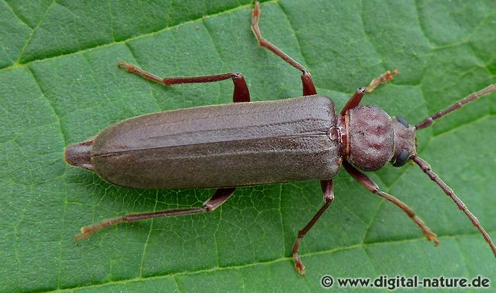 Dunkelbrauner Halsgrubenbock Arhopalus rusticus