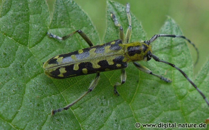 Saperda scalaris findet man von April bis August in feuchten Laubwäldern