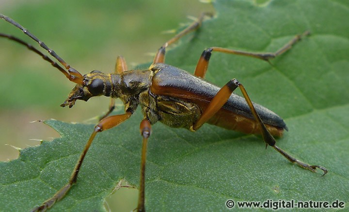 Variabler Stubbenbock Stenocorus meridianus