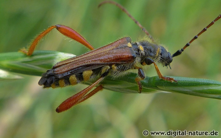 Braunrötlicher Spitzdeckenbock Stenopterus rufus