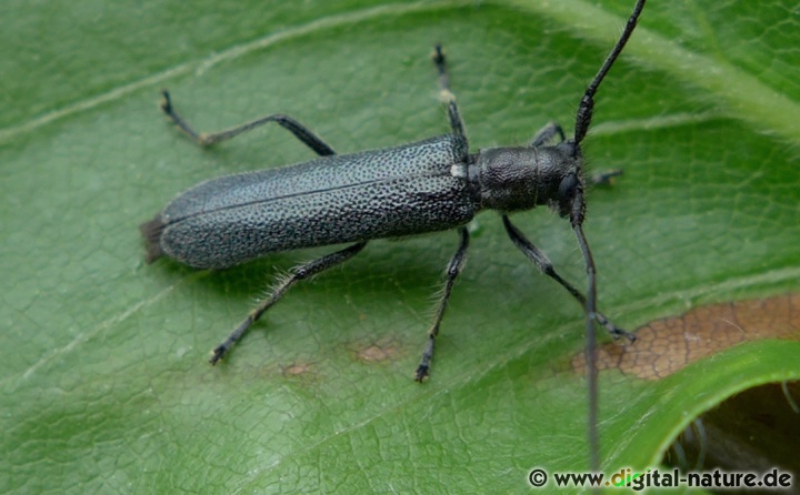 Metallfarbener Lindenbock Stenostola dubia