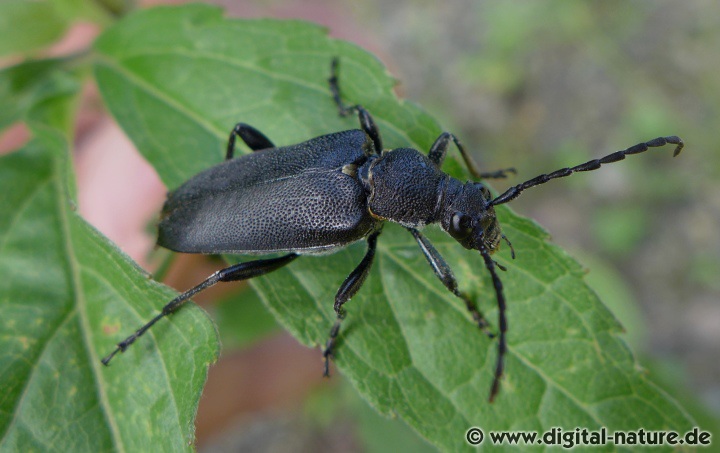 Haarschildiger Halsbock Stictoleptura scutellata