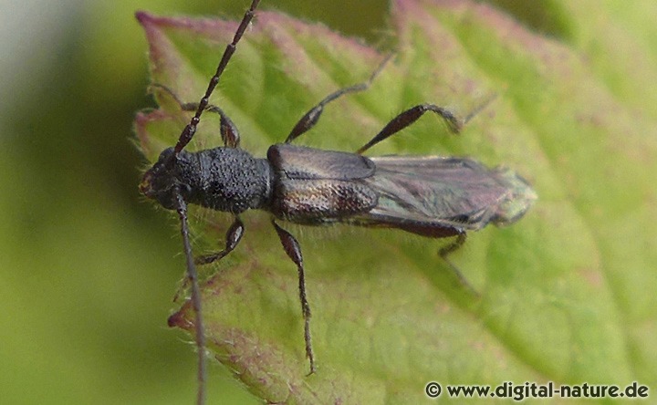 Dolden-Kurzdeckenbock Molorchus umbellatarum