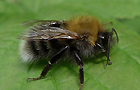 Baumhummel