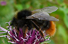 Bombus rupestris