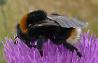 Bombus vestalis