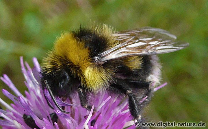 Gartenhummel Bombus hortorum