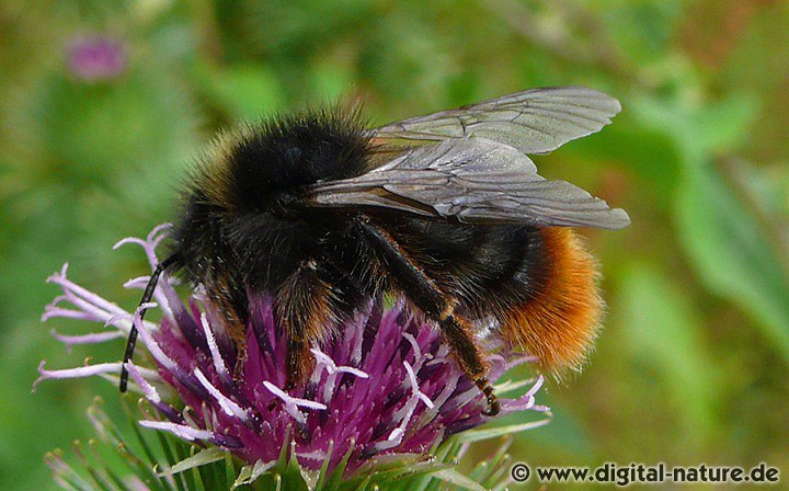 Bombus rupestris Männchen