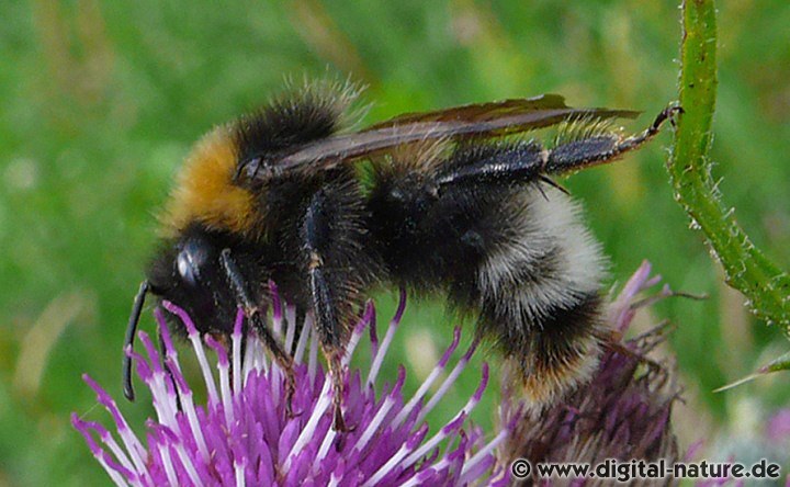 Wald-Kuckuckshummel Bombus sylvestris