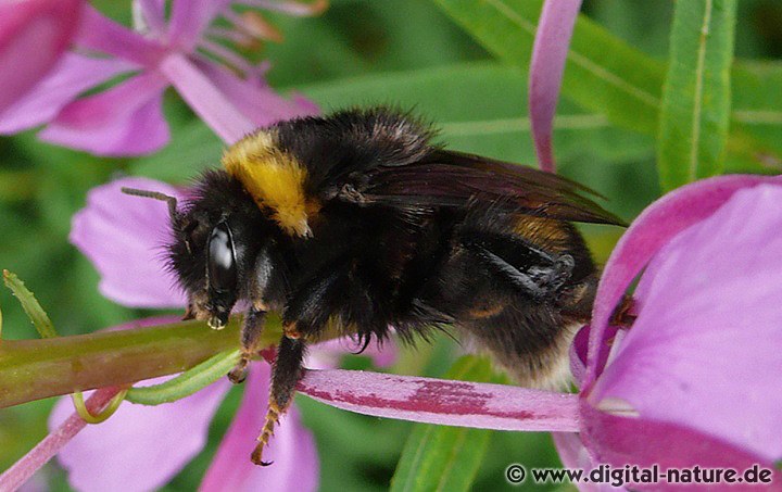 Dunkle Erdhummel Bombus terrestris Königin