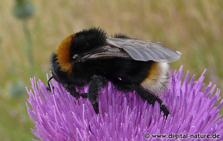 Keusche Kuckuckshummel Bombus vestalis