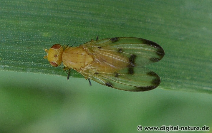 Zitterfliege Palloptera quinquemaculata