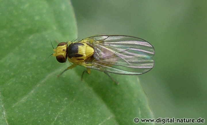 Phytoliriomyza melampyga Lebensräume
