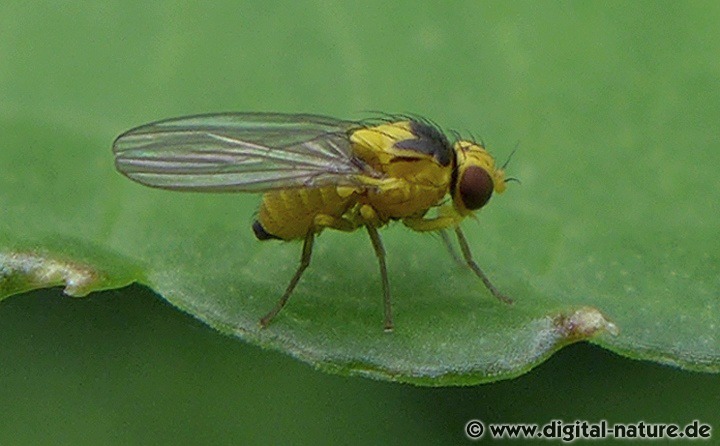 Blattminierer Springkraut-Minierfliege