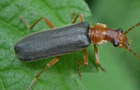 Podabrus alpinus