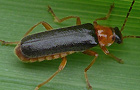 Cantharis thoracica