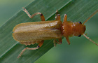 Cantharis cryptica