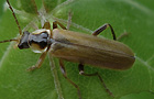 Cantharis decipiens