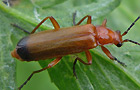 Rhagonycha fulva