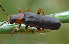 Cantharis fulvicollis