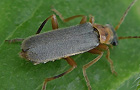 Cantharis lateralis