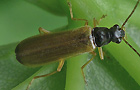 Rhagonycha lignosa