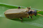 Rhagonycha limbata