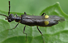 Malthodes cf. marginatus