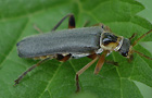 Cantharis nigricans